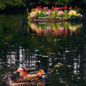 42.Playlist ｜三月听歌小结：半之半、岸边闲会、灵溪北路的樱吹雪