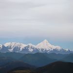 故树新茶