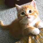 快乐小猫-木子