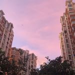 北极狐_dxhP