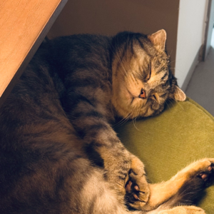 ep.019 | 五分钟启动法，让我完成并送出写给小宇宙的增长方案