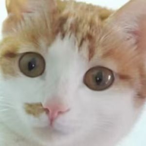 小猫爱学习