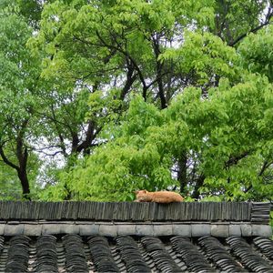 No 71. 在杭州，怎能不看茶叶博物馆？