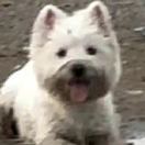 京城第一小玉郎