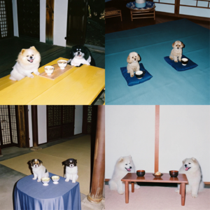 14.狗狗有佛性吗