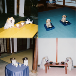 14.狗狗有佛性吗