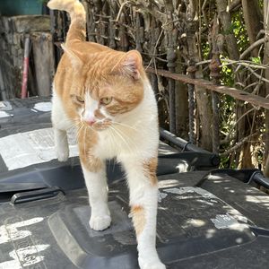 James爱垃圾猫