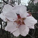 小毛桃都是毛
