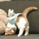 酒酿樱桃子_YtRM