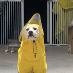 DAHUOHAI