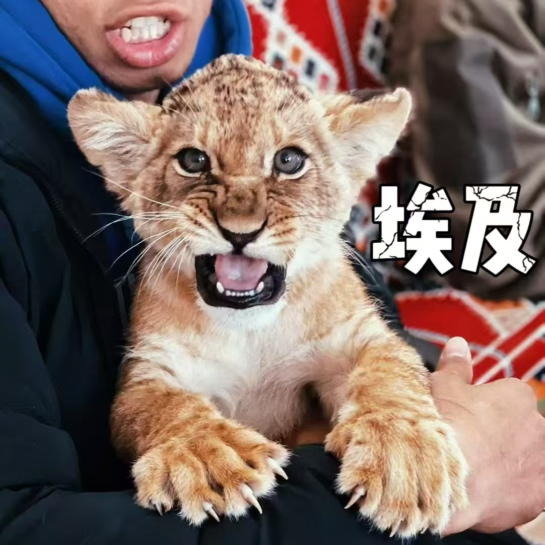 10. 埃及(下)！旅行以外，聊聊当地人的生活、交通，甚至房价！ ft.资深向导“老贾” & 埃及常客“Nuora” episode artwork