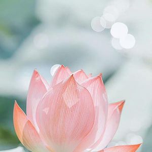 温尼科特的语言
