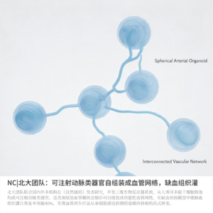 NC|北大团队：可注射动脉类器官自组装成血管网络，缺血组织灌注恢复率突破40%