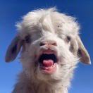 哼哼唧唧嘻嘻明明