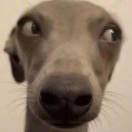 瓜皮耗子