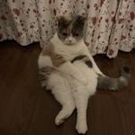 小猫八斤