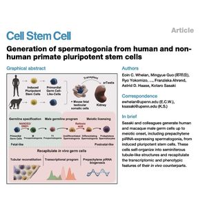 1382-Primate Spermatogonia Generation from Stem Cells