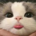 路飞qqq