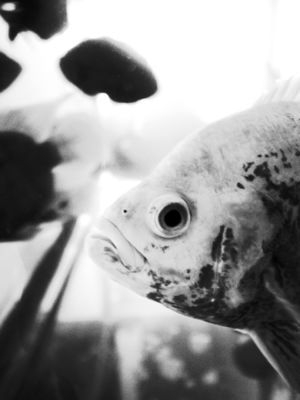 林正英与他的僵尸宇宙