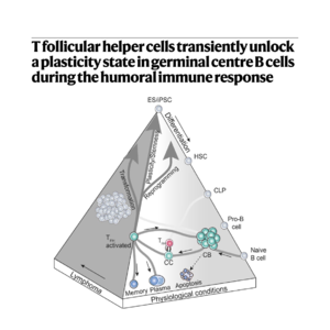401-生发中心B细胞的重编程可塑性机制
