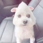 你看你那个样吧