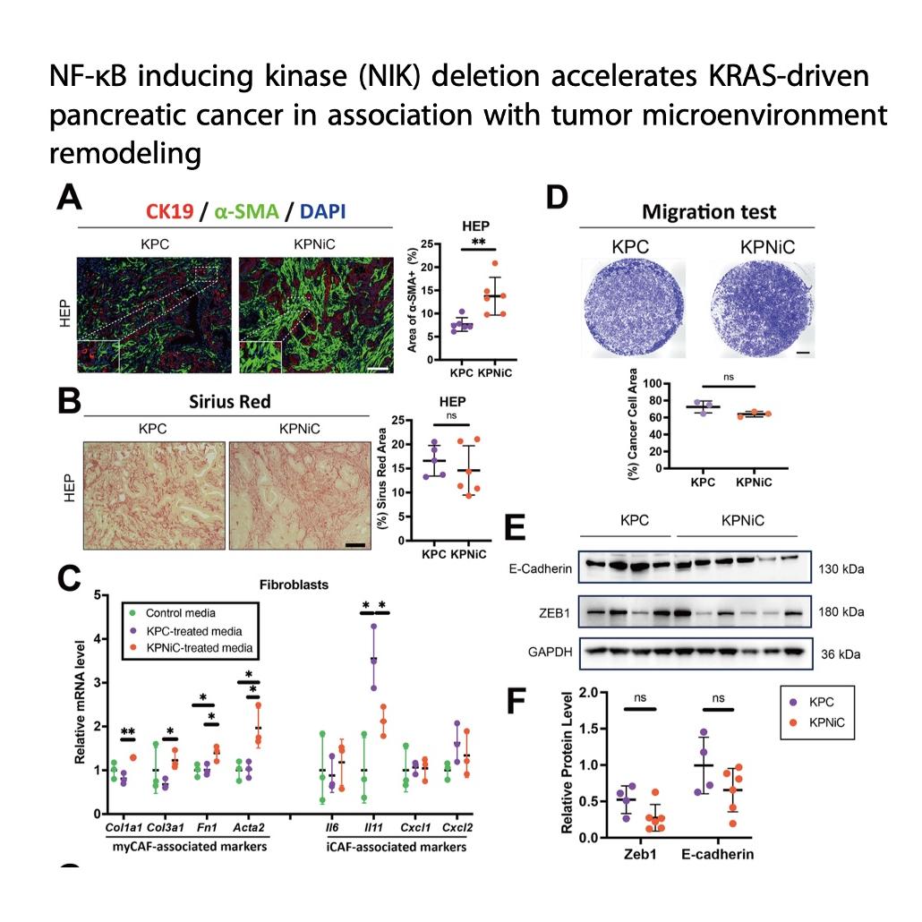 1446-NIK Deletion Accelerates Pancreatic Cancer Progression episode artwork