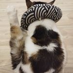 莉莉猫一直在玩