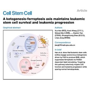 1096-Ketogenesis-Ferroptosis Axis in Leukemic Stem Cell