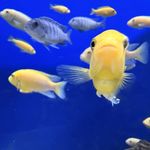 golden_fish