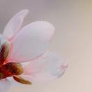 又摘桃花换酒钱_TRzZ