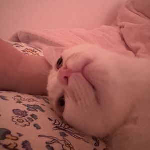 骨头骨头骨头