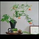 红蜻蜓_qjTJ