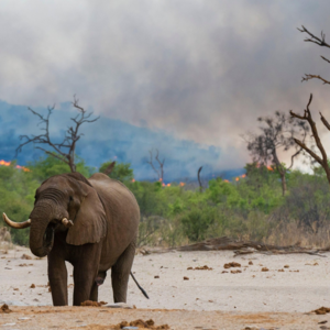 BBC Media|人类破坏导致野生动物数量锐减