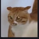 八嘎嘎