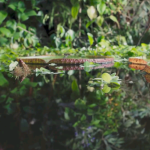 BBC Earth｜水生植物的空间争夺战