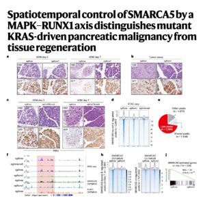 682-SMARCA5调控胰腺癌发生与再生区分