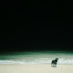 地球之外的野草