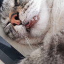 小紫紫紫