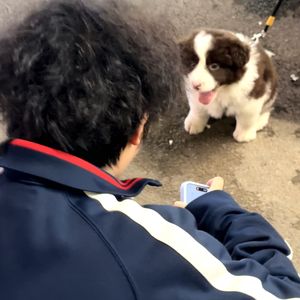 QQ肠肠