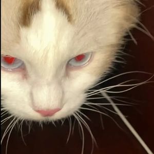 podcaster-avatar