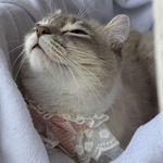 赛多士