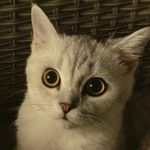 Chai_6aPl