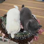 爱猫happy