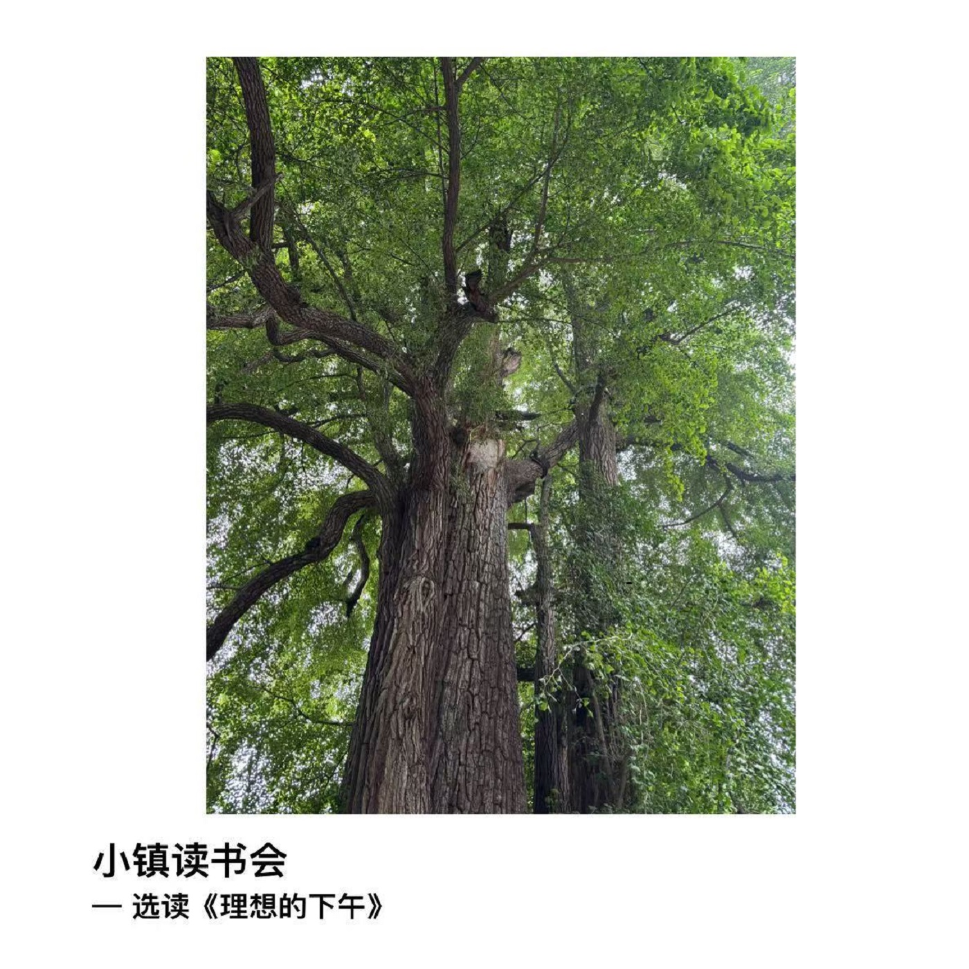 选读《理想的下午》 episode artwork