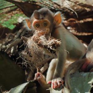 BBC Newsround｜动物如何应对环境变化？