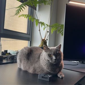 脆皮哥_老Bo