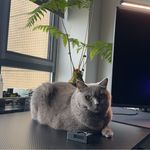 脆皮哥_老Bo