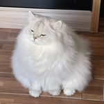 欢鱼