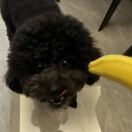霸王龙战士_jb3T