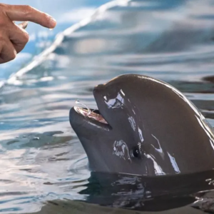 Vol.14 撑伞者联盟｜长江江豚：长江十年禁渔，换得回“江豚吹浪夜还风”吗？